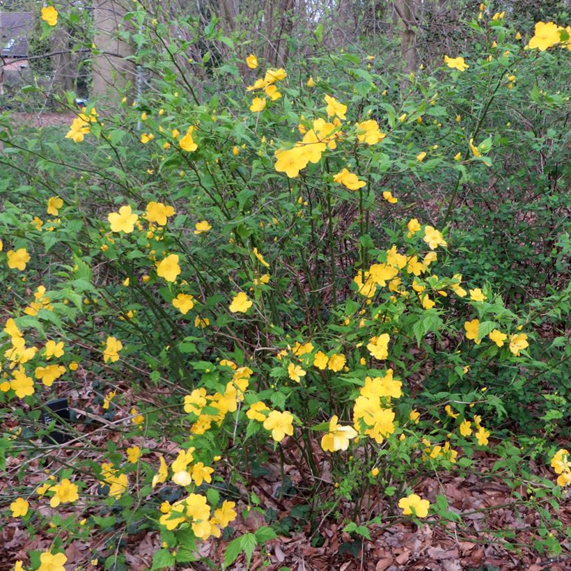 Kerria japonica (Porte)