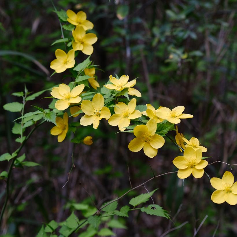Kerria japonica (Floración)