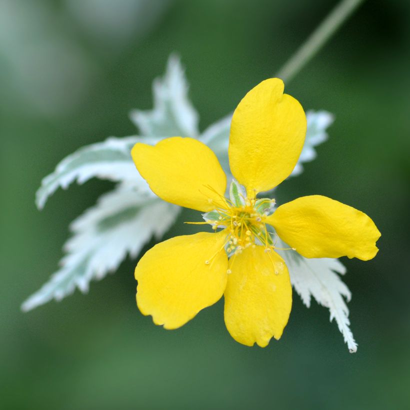 Kerria japonica Picta (Floración)