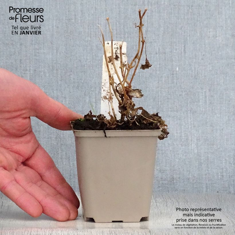 Kirengeshoma palmata Maceta de 8/9 cm Ejemplar entregado en invierno