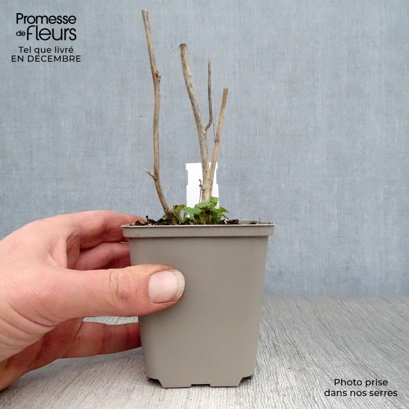 Kitaibelia vitifolia - Malva de los Balcanes Maceta de 8/9 cm Ejemplar entregado en invierno