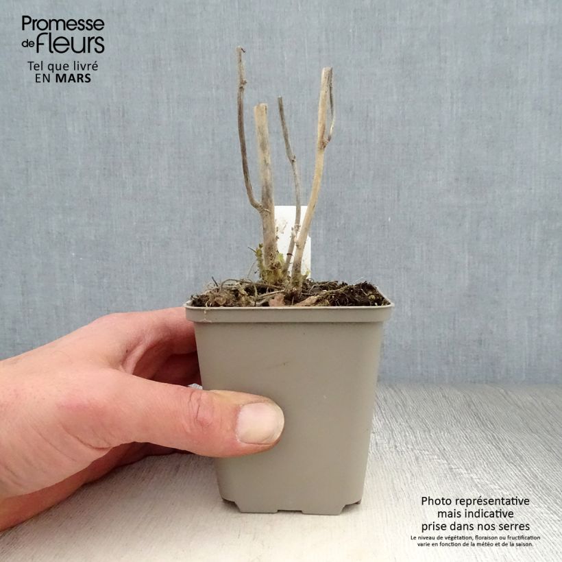 Kitaibelia vitifolia - Malva de los Balcanes Maceta de 8/9 cm Ejemplar entregado en la primavera