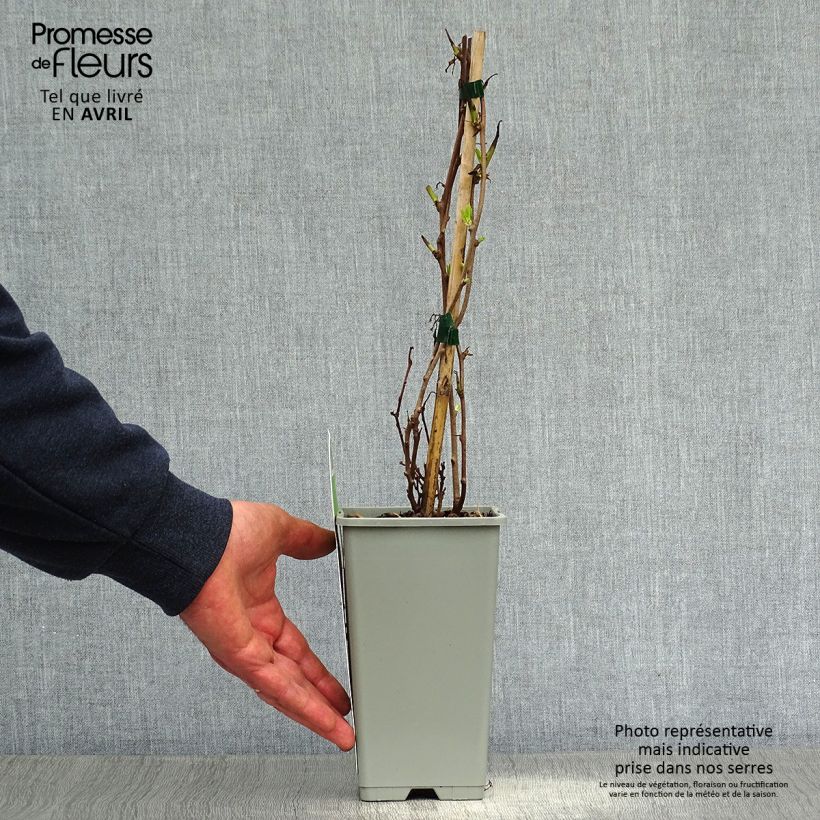 Mini kiwi Ambrosia (Hembra) - Actinidia arguta Maceta 1,5L/2L Ejemplar entregado en la primavera