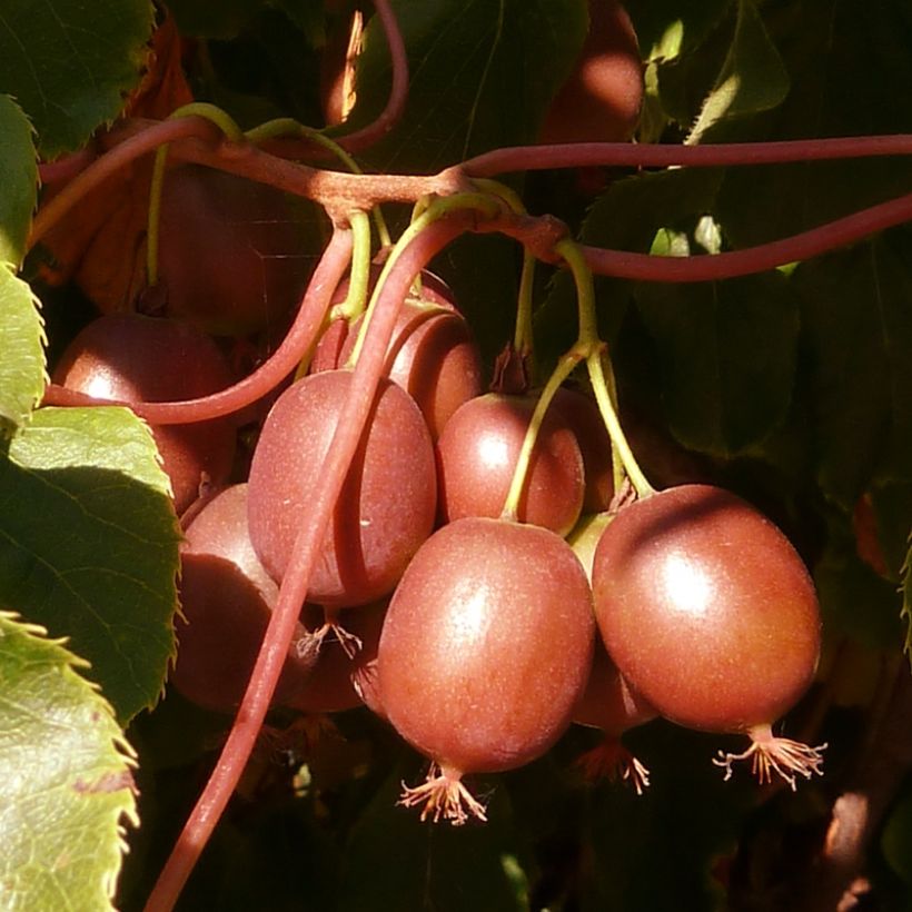 Mini kiwi Red Jumbo - Actinidia arguta (Cosecha)