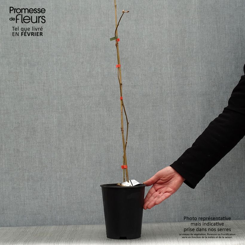 Kiwi Kiwi Wonder - Actinidia deliciosa Maceta 3L/4L Ejemplar entregado en invierno