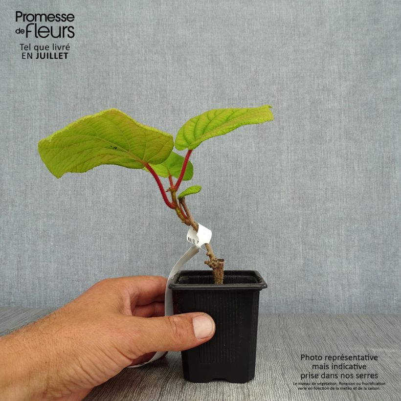 Ejemplar de Kiwi Kiwidoo (Hembra) - Actinidia deliciosa Maceta de 8/9 cm entregado en verano