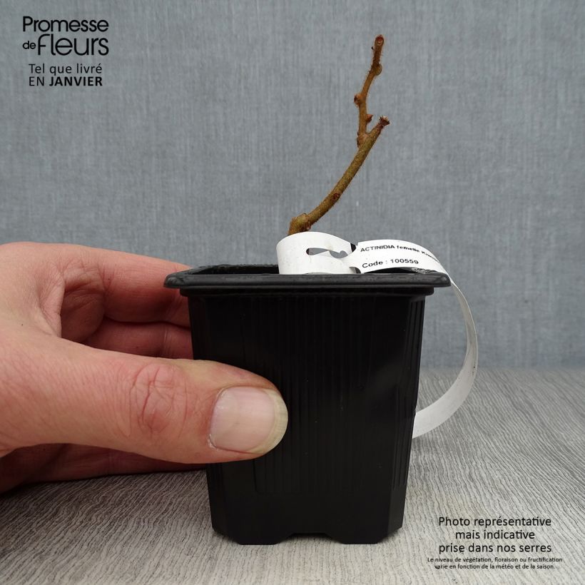 Kiwi Kiwidoo (Hembra) - Actinidia deliciosa Maceta de 8/9 cm Ejemplar entregado en invierno