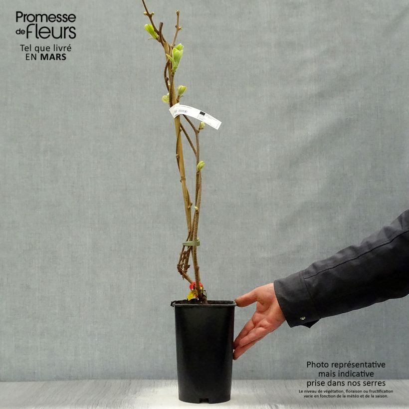 Kiwi Kiwidoo (Hembra) - Actinidia deliciosa Maceta 2L/3L Ejemplar entregado en la primavera