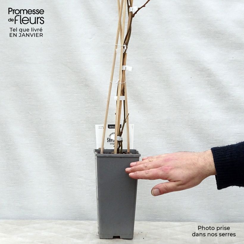 Kiwi Atlas - Actinidia deliciosa Maceta 1,5L/2L Ejemplar entregado en invierno