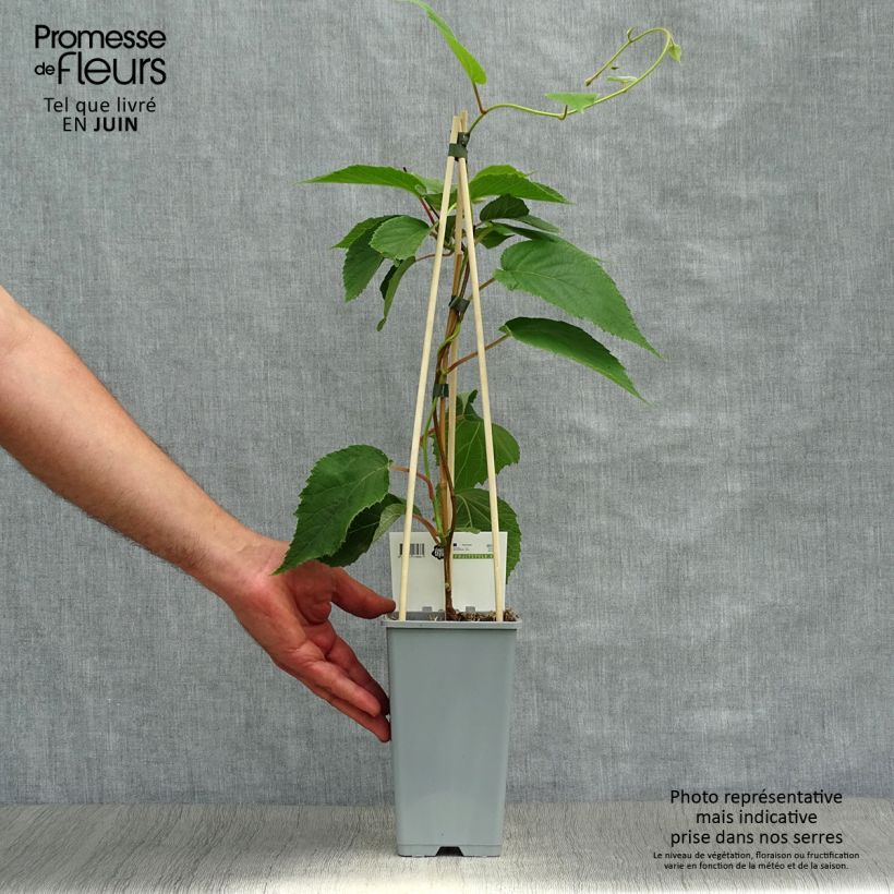 Ejemplar de Kiwi Atlas - Actinidia deliciosa Maceta 1,5L/2L entregado en verano