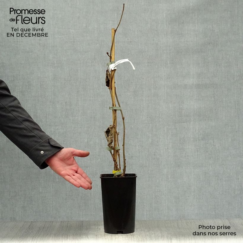 Kiwi Golden Delight (Hembra) Maceta 2L/3L Ejemplar entregado en invierno