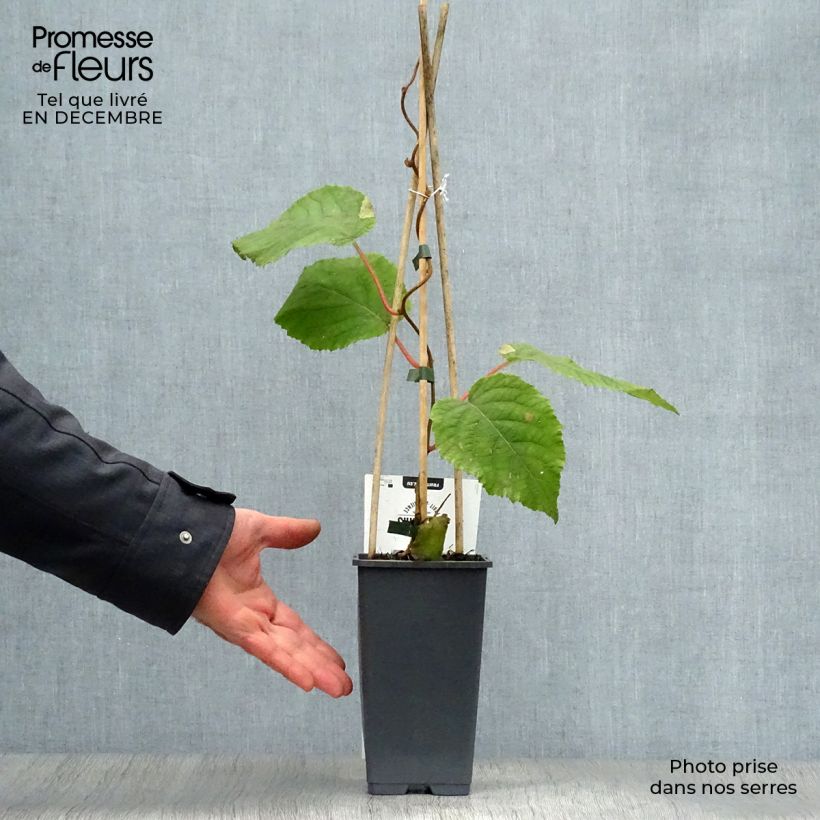 Kiwi Hayward - Actinidia deliciosa Maceta 1,5L/2L Ejemplar entregado en invierno