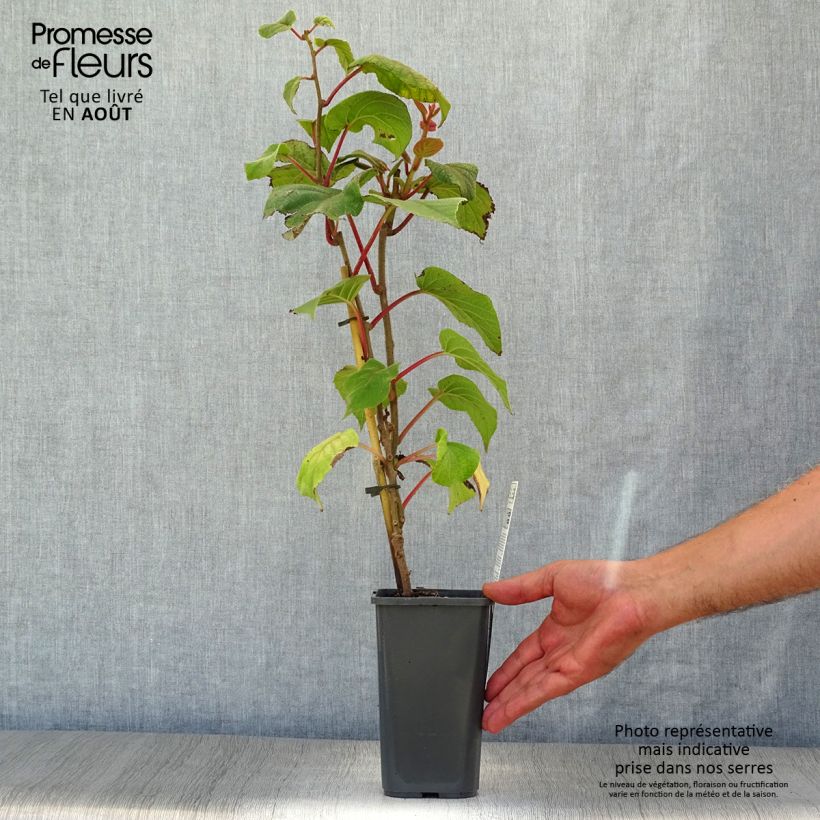 Ejemplar de Kiwi Hayward Bio - Actinidia deliciosa Maceta 1,5L/2L entregado en verano