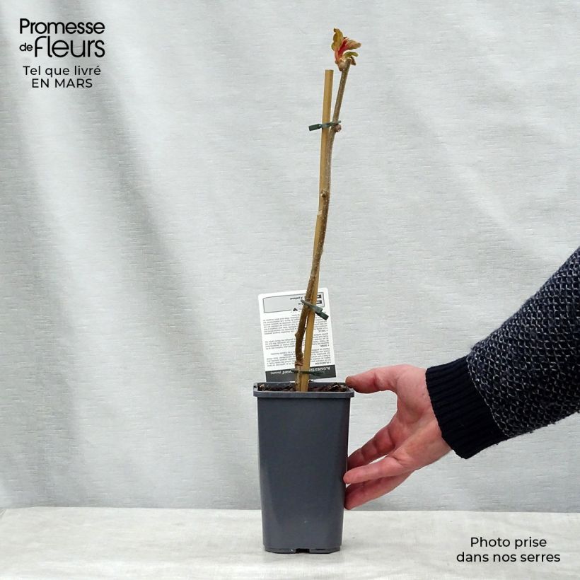 Kiwi Hayward Bio - Actinidia deliciosa Maceta 1,5L/2L Ejemplar entregado en la primavera