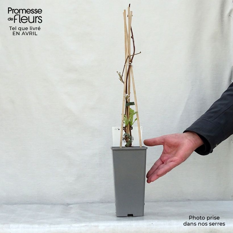 Kiwi Jenny - Actinidia deliciosa Maceta 1,5L/2L Ejemplar entregado en la primavera