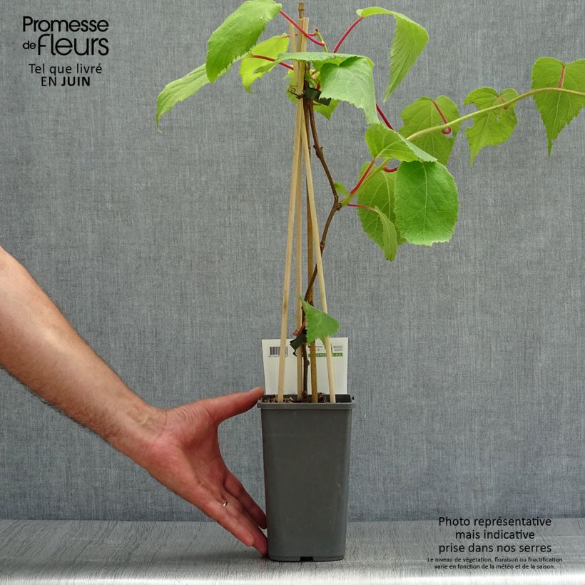 Ejemplar de Kiwi Jenny - Actinidia deliciosa Maceta 1,5L/2L entregado en verano