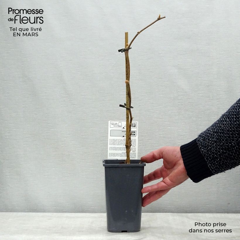 Kiwi Jenny Bio - Actinidia deliciosa Maceta 1,5L/2L Ejemplar entregado en invierno