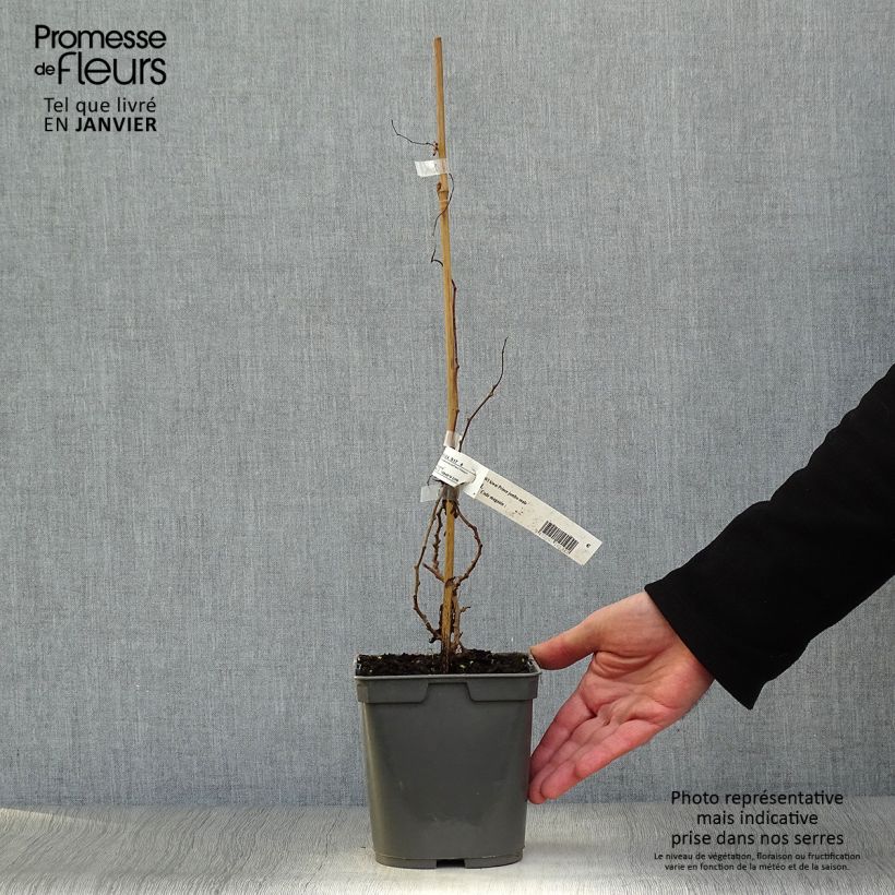 Mini kiwi Prince Jumbo - Actinidia arguta Maceta 1,5L/2L Ejemplar entregado en invierno