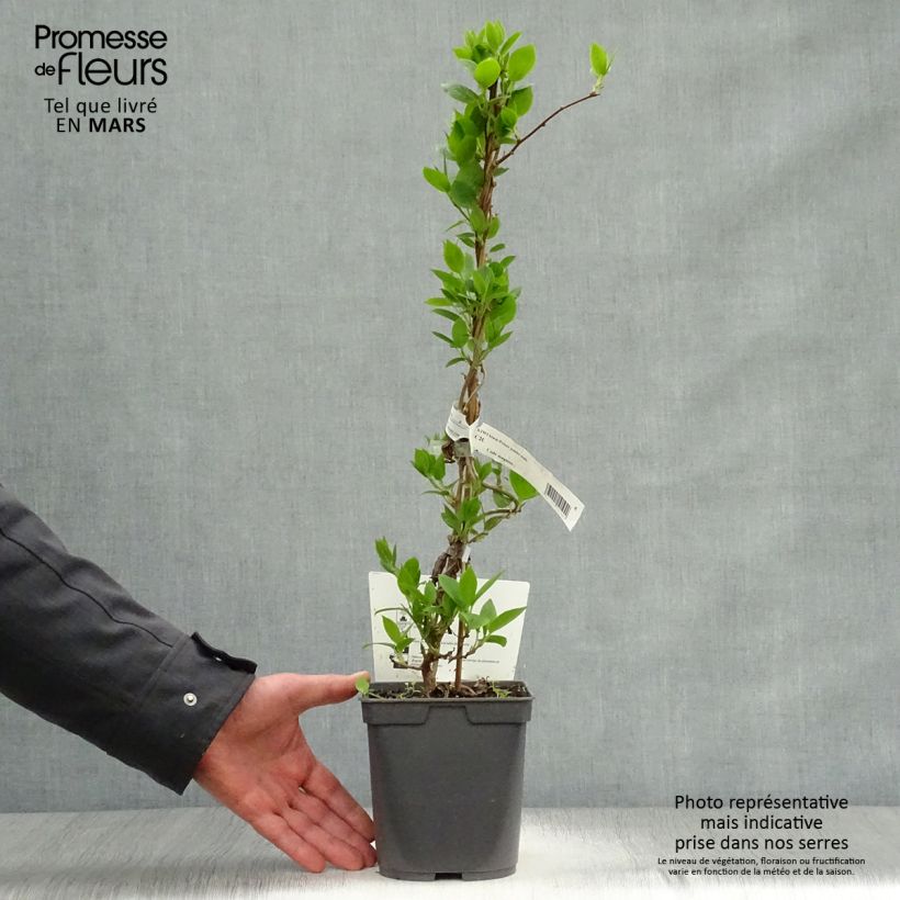 Mini kiwi Prince Jumbo - Actinidia arguta Maceta 1,5L/2L Ejemplar entregado en la primavera