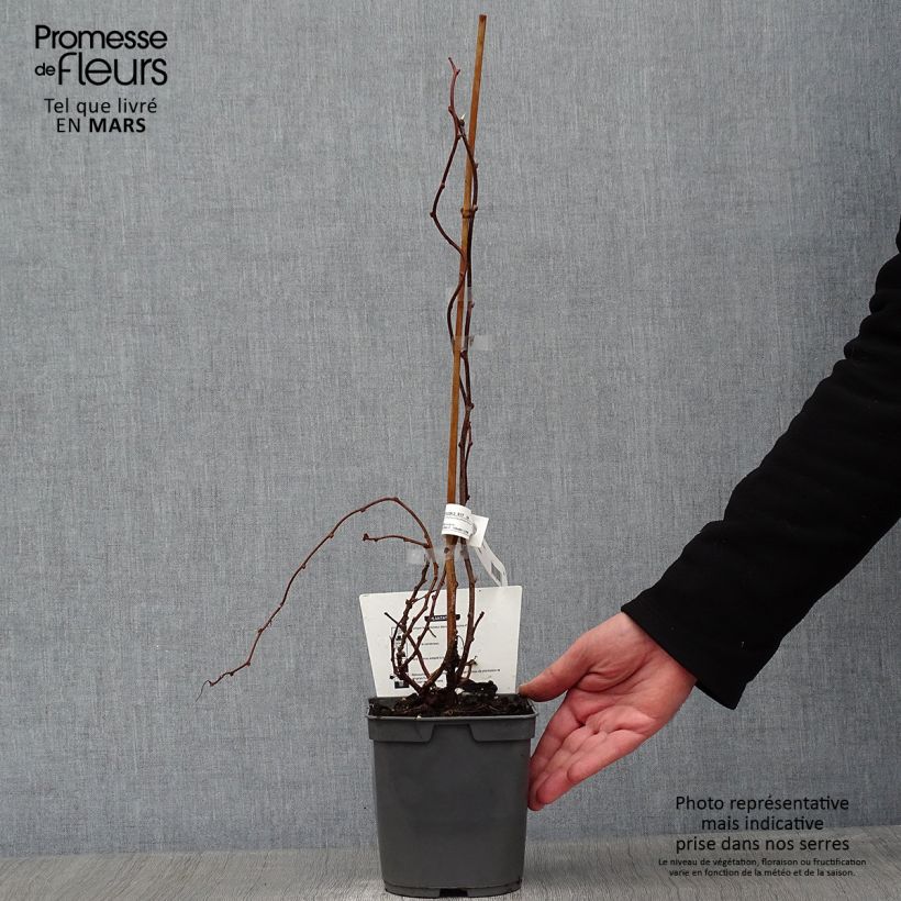 Mini kiwi Red Jumbo - Actinidia arguta Maceta 1,5L/2L Ejemplar entregado en invierno