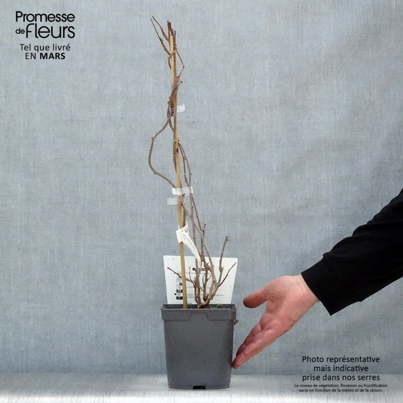 Mini kiwi Red Jumbo - Actinidia arguta Maceta 1,5L/2L Ejemplar entregado en la primavera