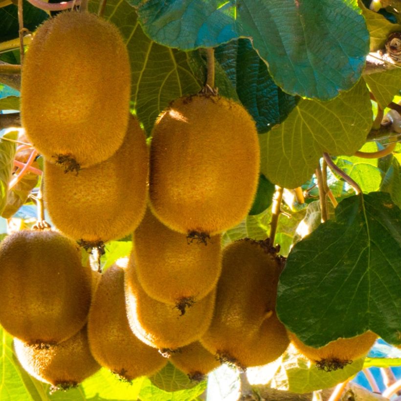 Kiwi Montcap - Actinidia deliciosa (Cosecha)