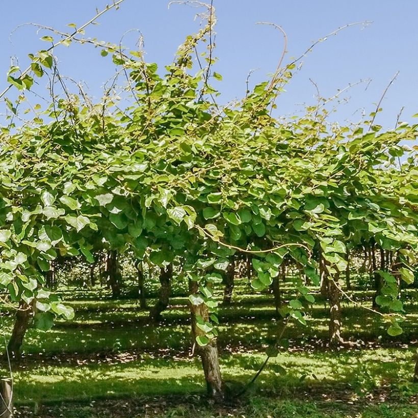 Kiwi Montcap - Actinidia deliciosa (Porte)