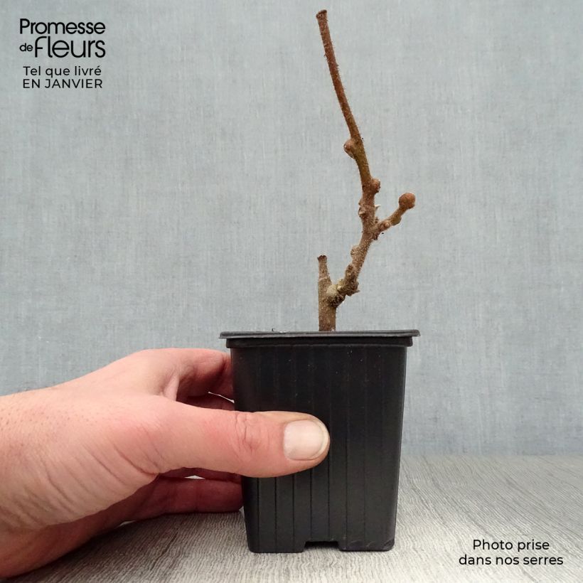 Kiwi Solissimo - Actinidia chinensis Maceta de 8/9 cm Ejemplar entregado en invierno