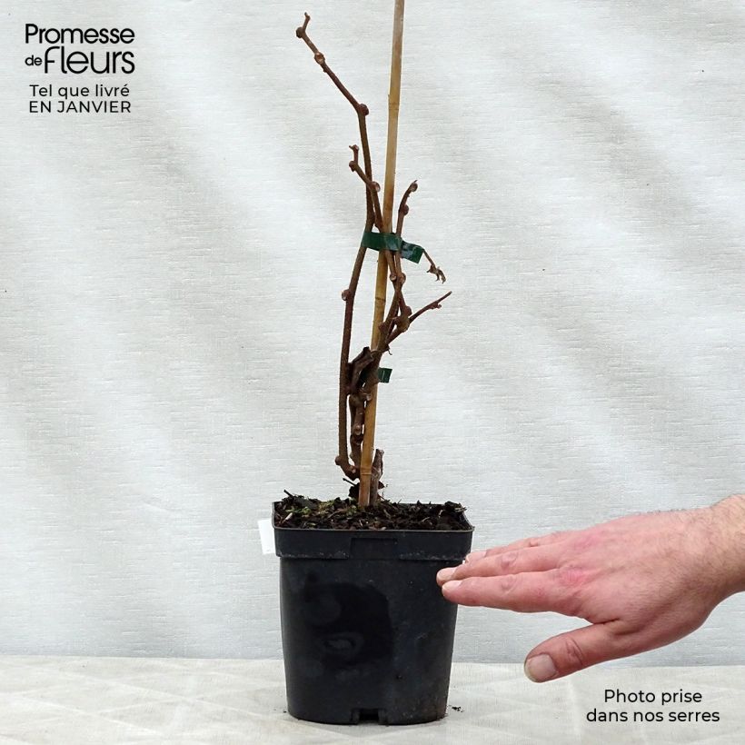 Kiwi Solissimo - Actinidia chinensis Maceta 1L/1,5L Ejemplar entregado en invierno