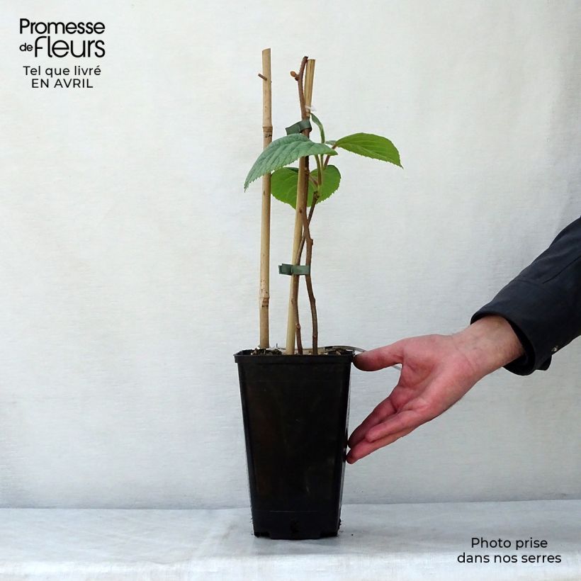 Kiwi Solissimo - Actinidia chinensis Maceta 1L/1,5L Ejemplar entregado en la primavera