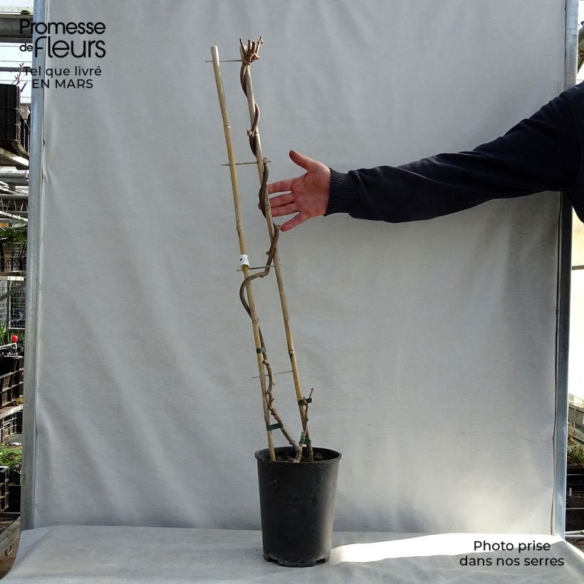 Kiwi Solissimo - Actinidia chinensis Maceta 4L/5L Ejemplar entregado en la primavera