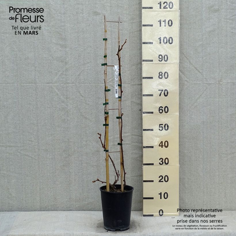 Kiwi Solissimo - Actinidia chinensis Maceta 4L/5L Ejemplar entregado en invierno