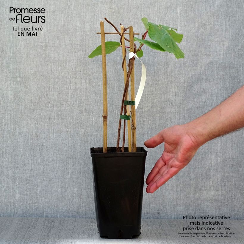 Kiwi Tomuri (Macho) - Actinidia deliciosa Maceta 2L/3L Ejemplar entregado en la primavera