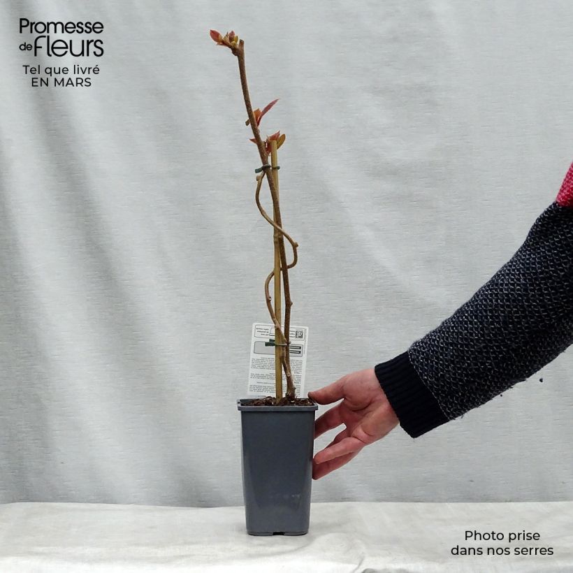 Kiwi Tomuri (Macho) Bio - Actinidia deliciosa Maceta 1,5L/2L Ejemplar entregado en invierno