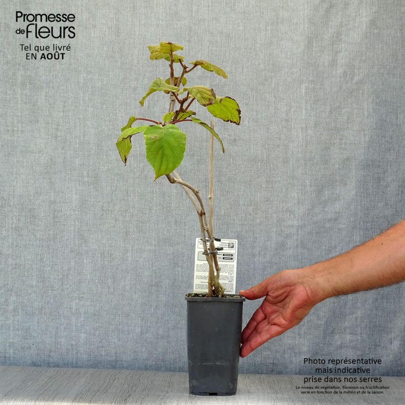 Ejemplar de Kiwi Tomuri (Macho) Bio - Actinidia deliciosa Maceta 1,5L/2L entregado en verano