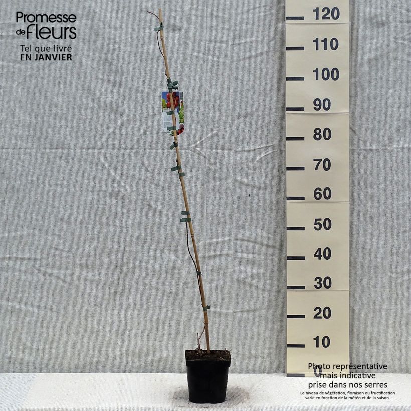 Mini kiwi Ananasnaya (Hembra) - Actinidia arguta Maceta 1,5L/2L Ejemplar entregado en invierno