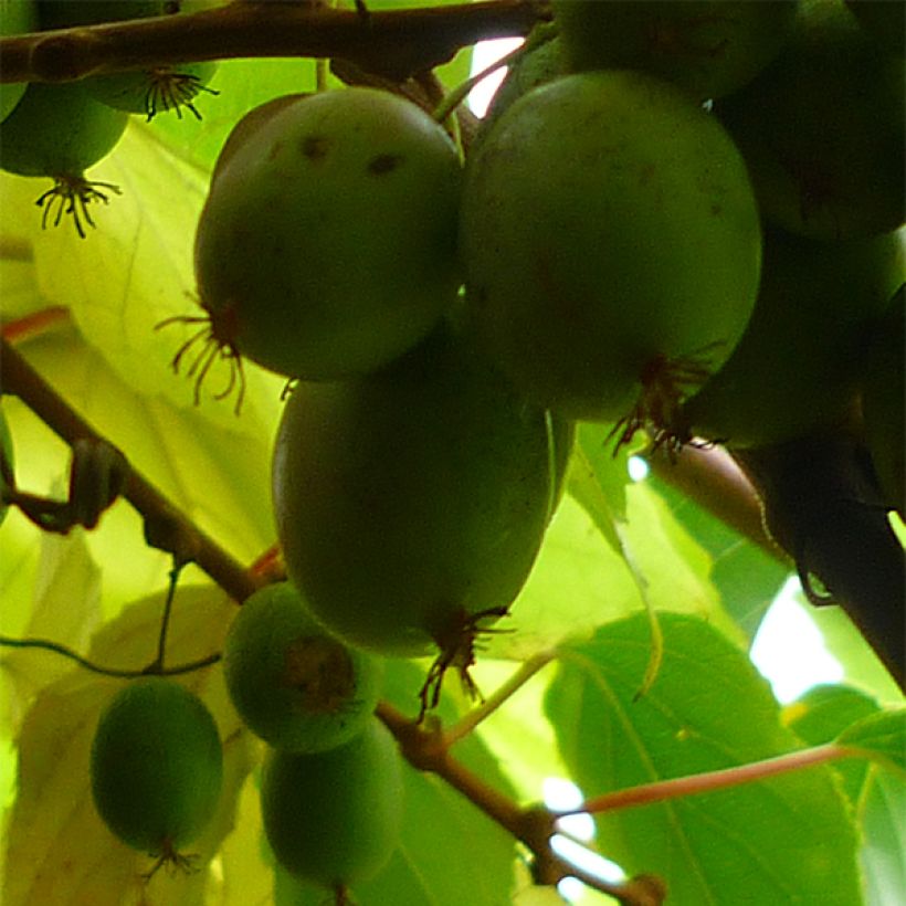 Mini kiwi Bayern Hembra) - Actinidia arguta (Cosecha)