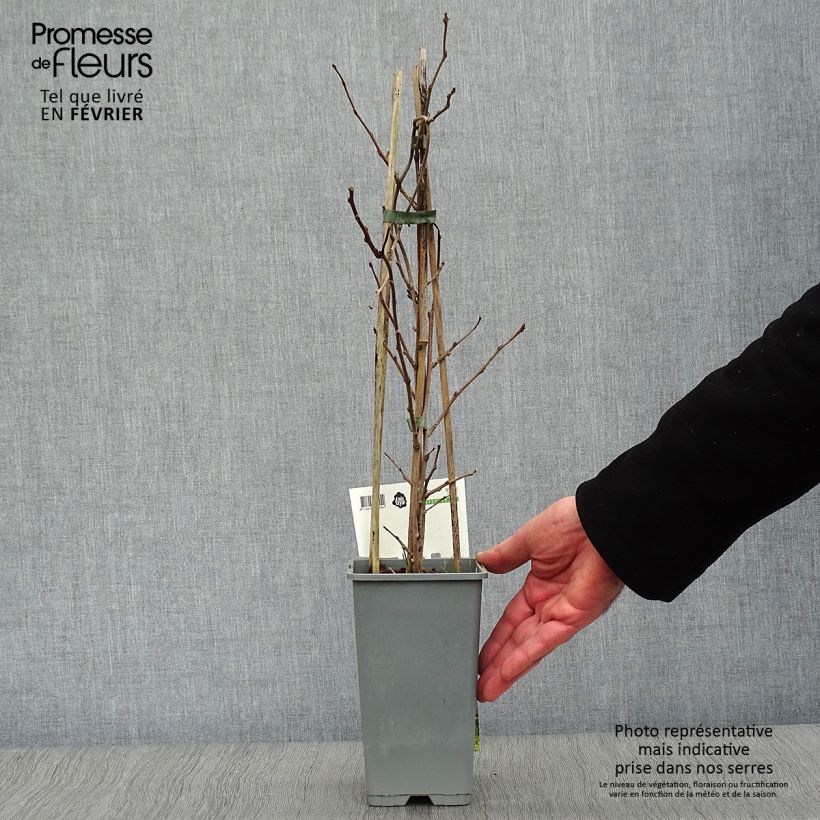 Mini kiwi Bayern Hembra) - Actinidia arguta Maceta 2L/3L Ejemplar entregado en invierno