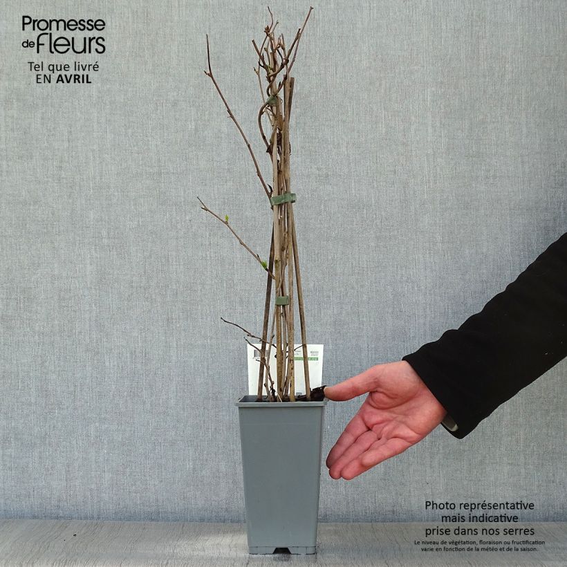 Mini kiwi Bayern Hembra) - Actinidia arguta Maceta 2L/3L Ejemplar entregado en la primavera