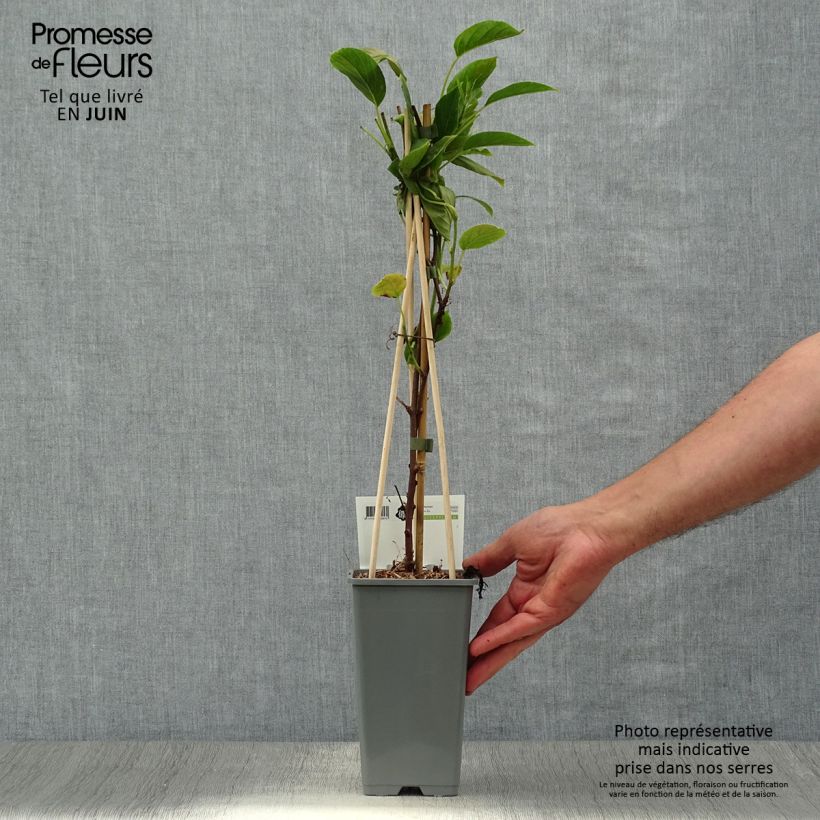Ejemplar de Mini kiwi Geneva (Hembra) - Actinidia arguta Maceta 1,5L/2L entregado en verano