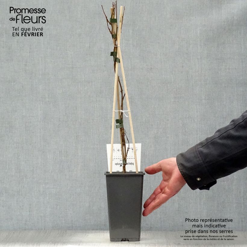 Mini kiwi Issai - Actinidia arguta Maceta 1,5L/2L Ejemplar entregado en invierno