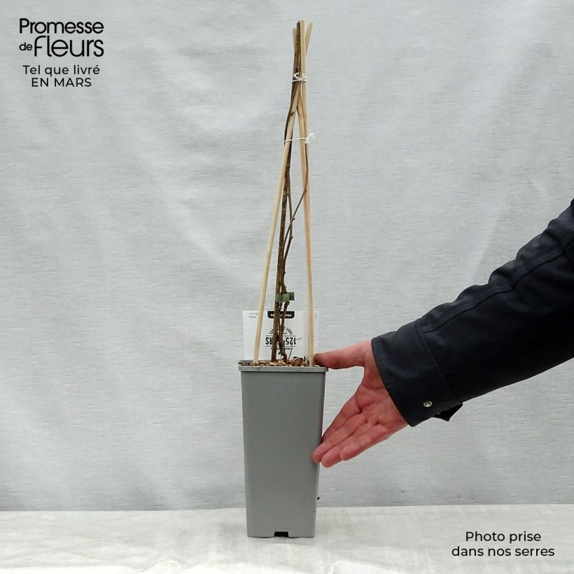 Mini kiwi Issai - Actinidia arguta Maceta 1,5L/2L Ejemplar entregado en la primavera