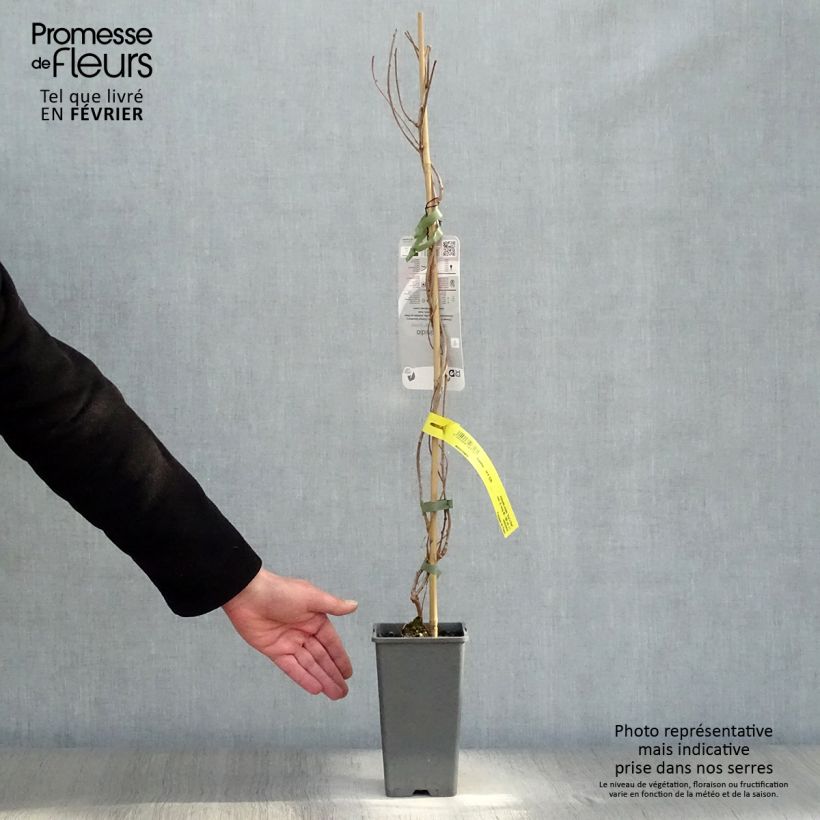 Mini kiwi Ken's Red - Actinidia arguta Maceta 1,5L/2L Ejemplar entregado en invierno