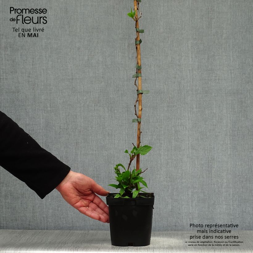 Mini kiwi Ken's Red - Actinidia arguta Maceta 1,5L/2L Ejemplar entregado en la primavera