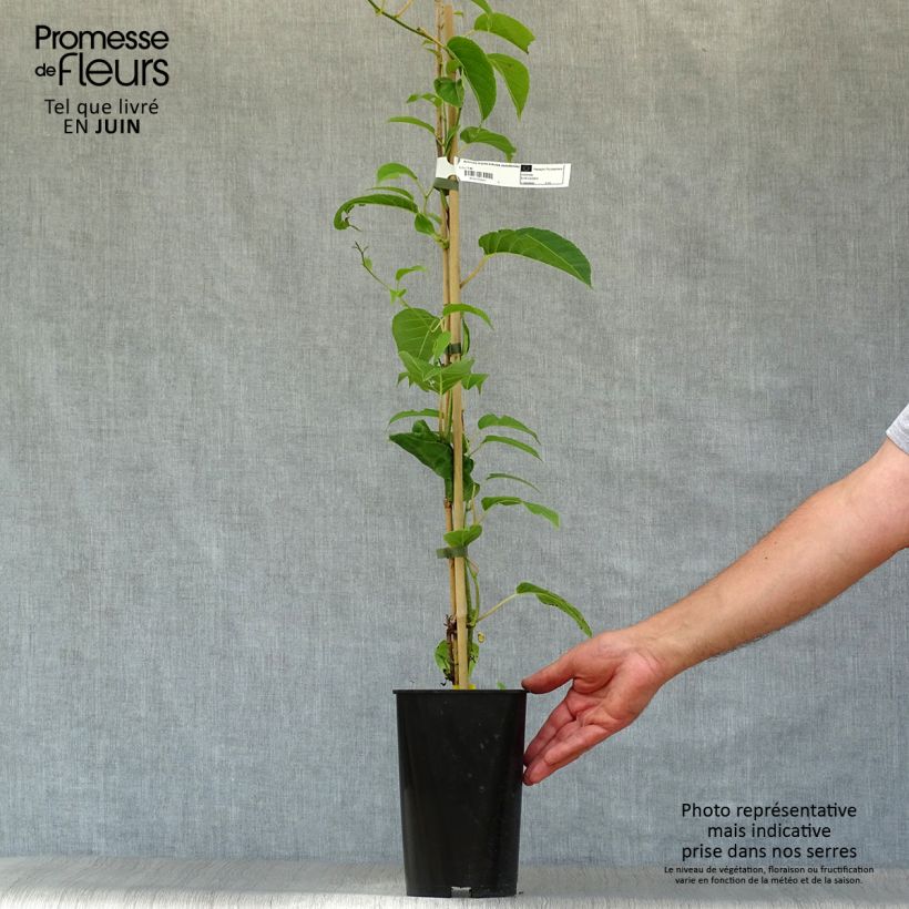 Ejemplar de Mini kiwi Kokuwa - Actinidia arguta Maceta 2L/3L entregado en verano