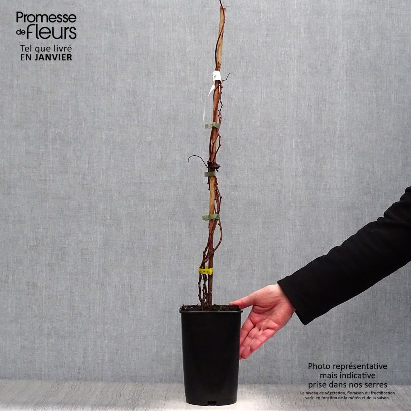 Mini kiwi Kokuwa - Actinidia arguta Maceta 2L/3L Ejemplar entregado en invierno