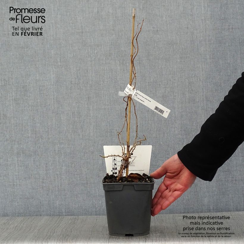 Mini kiwi Super Jumbo (Hembra) - Actinidia arguta Maceta 1,5L/2L Ejemplar entregado en invierno