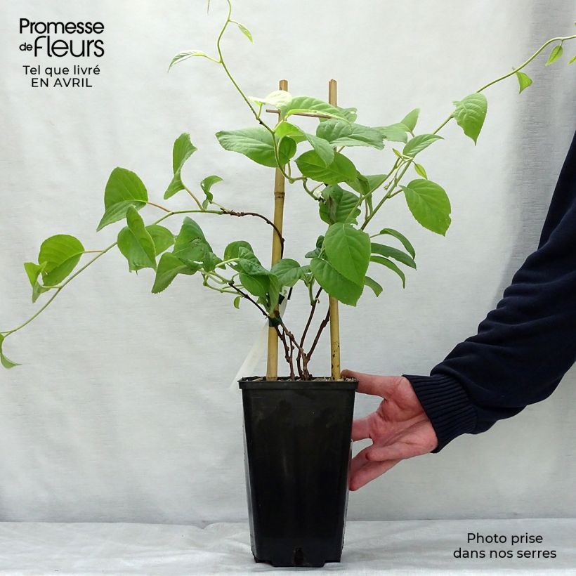 Mini kiwi Vitikiwi - Actinidia arguta Maceta 2L/3L Ejemplar entregado en la primavera