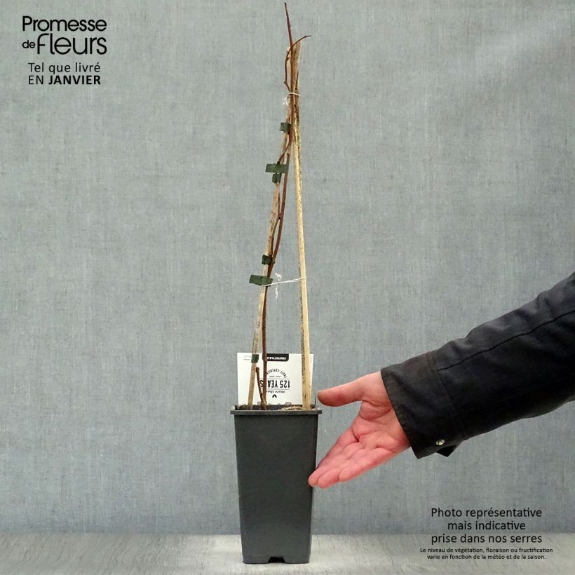 Mini kiwi Weikii - Actinidia arguta Maceta 1,5L/2L Ejemplar entregado en invierno