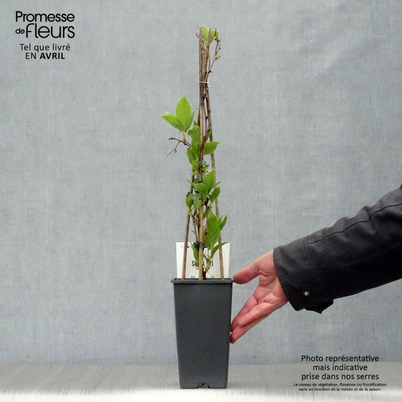 Mini kiwi Weikii - Actinidia arguta Maceta 1,5L/2L Ejemplar entregado en la primavera